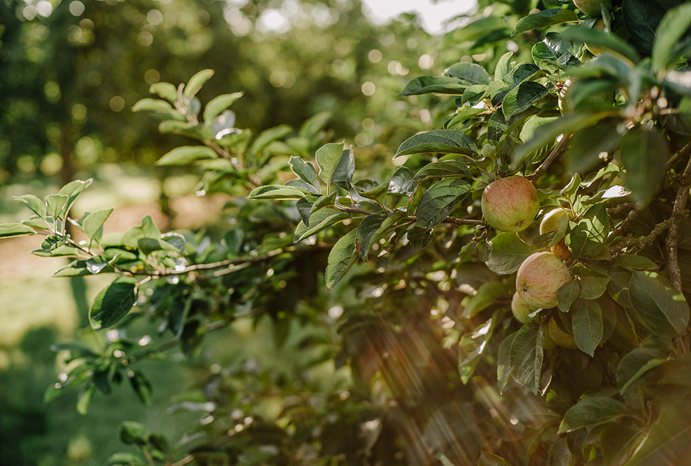 Showerings Somerset Apple Orchards
