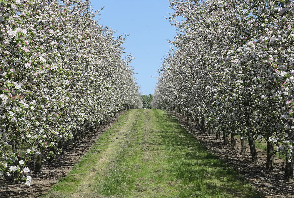 Orchards in bloom