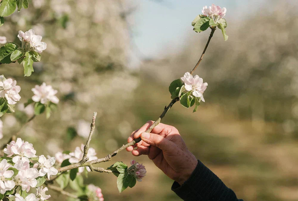 Hand holding a flowering tree branch with pink blossoms.