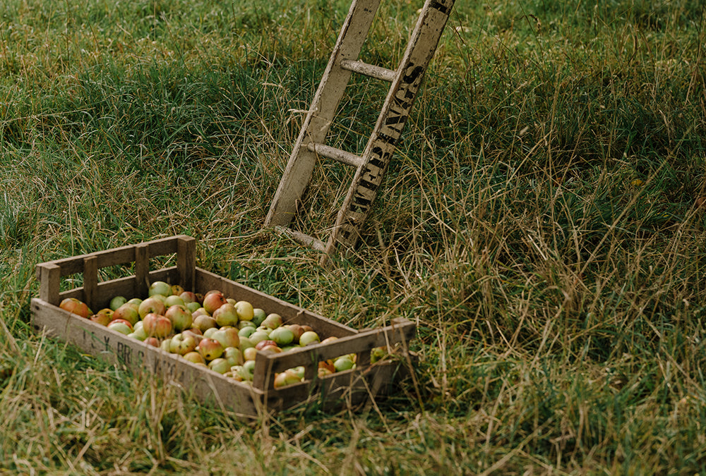 Making Vintage Cider - Cider Apples harvested From Our Orchards