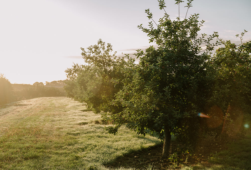 Terroir - Orchard In Sunset