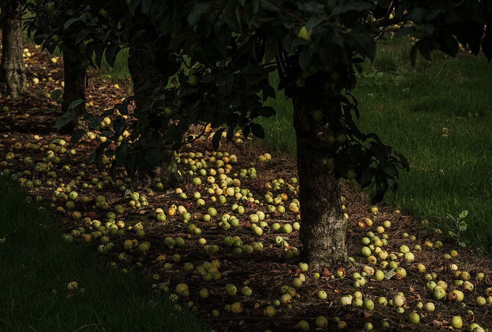 Fallen Apples In The Showerings Orchard
