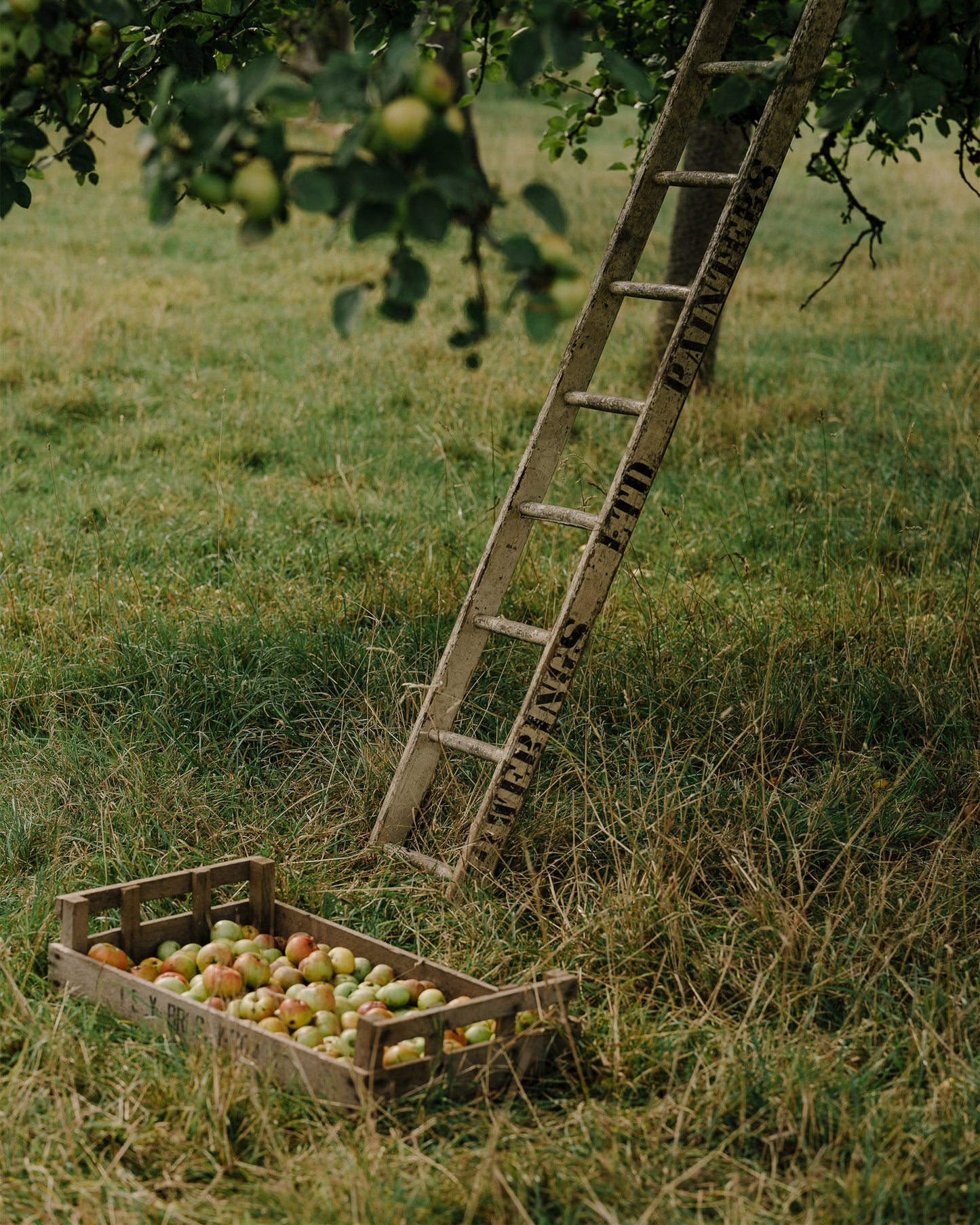 Showerings Cider