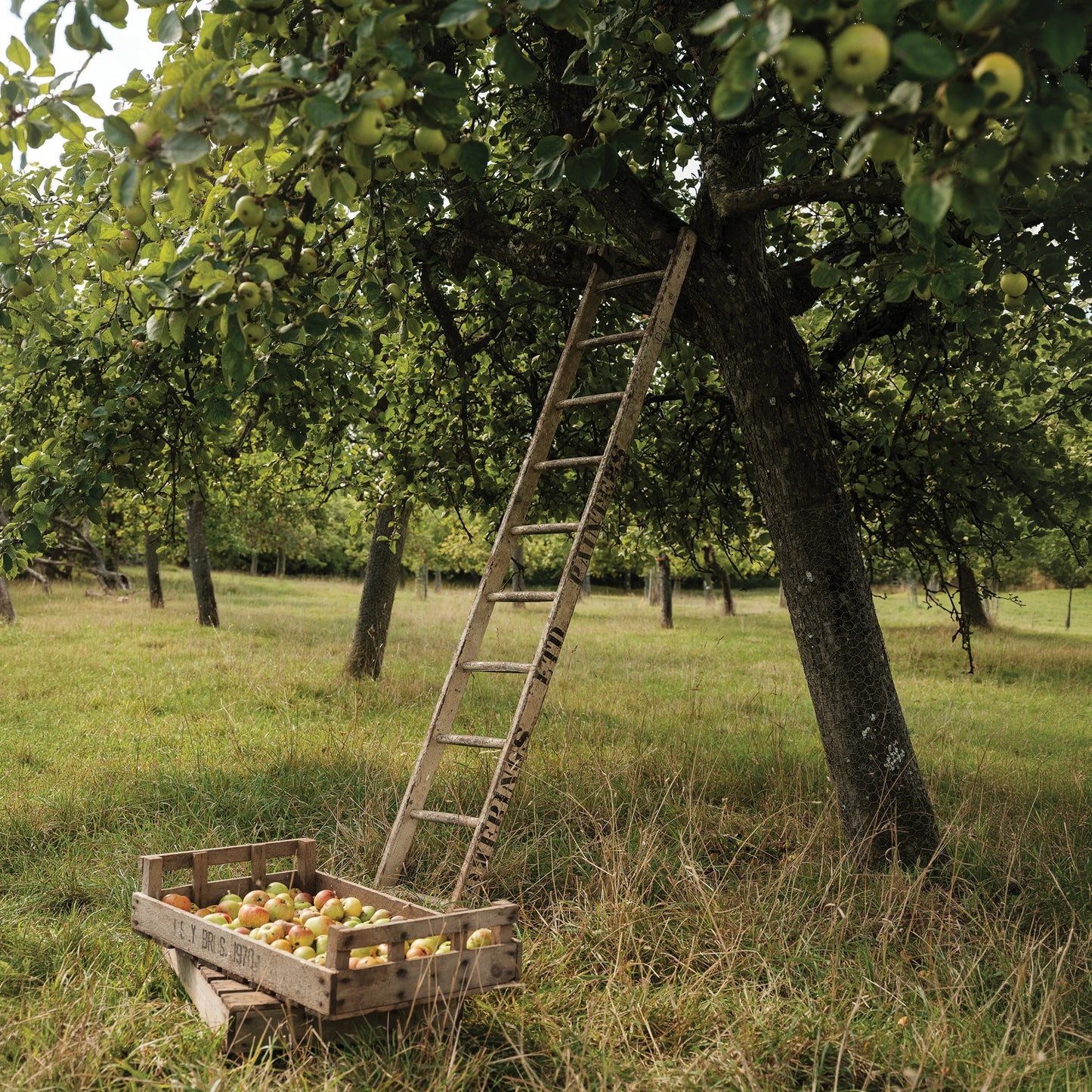 
                  
                    Apples being picked in an orchard with a ladder and basket
                  
                