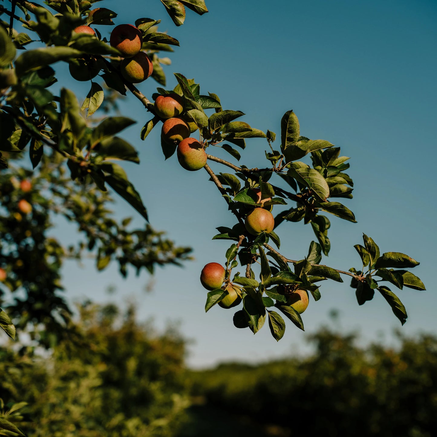 
                  
                    Green and red cider apples hanging in an orchard at sunset, with blue sky background
                  
                